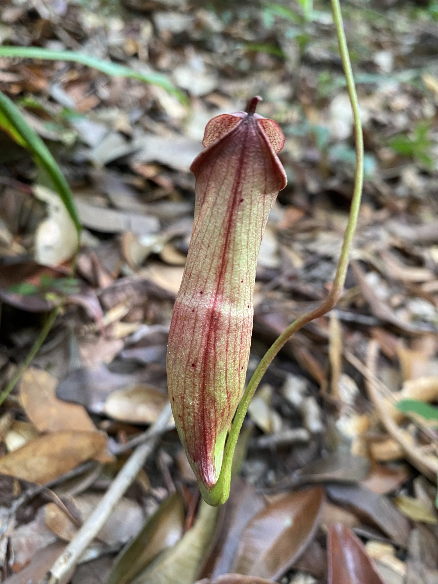 Imagem de Jarro ou planta-jarro