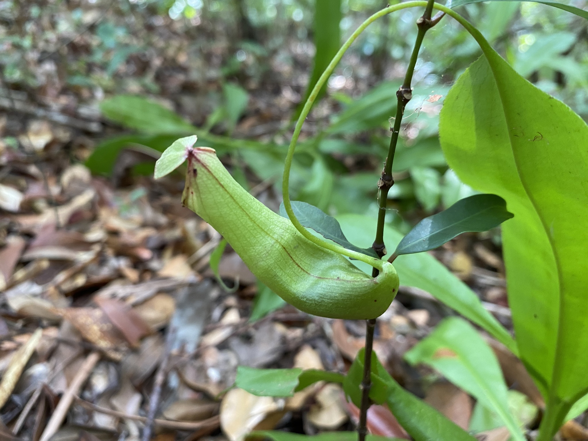 Imagem de Jarro ou planta-jarro