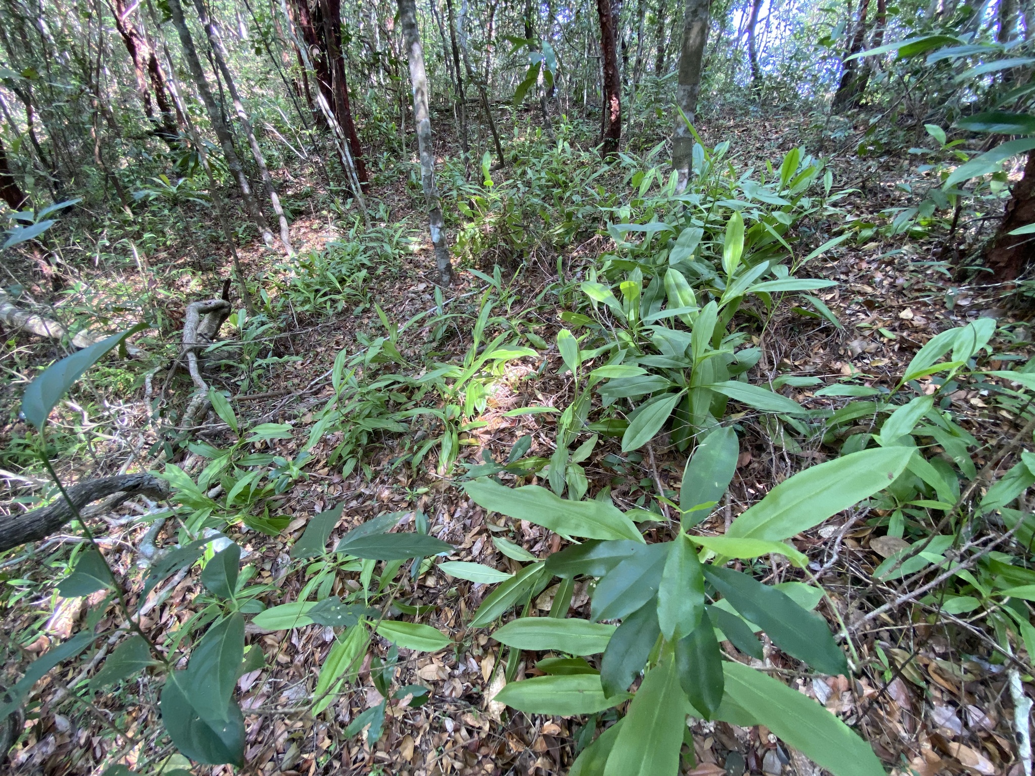 Imagem de Jarro ou planta-jarro