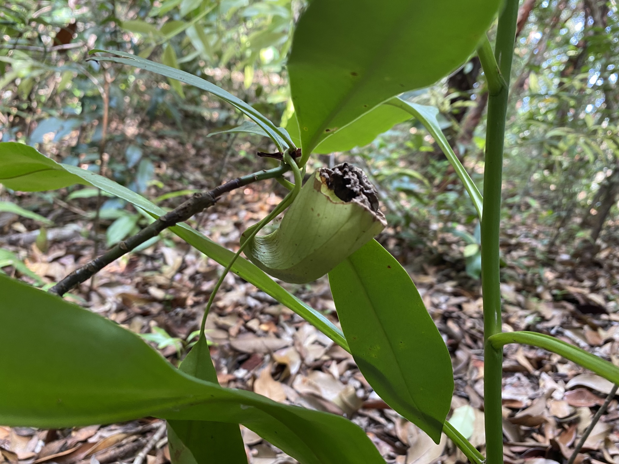 Imagem de Jarro ou planta-jarro