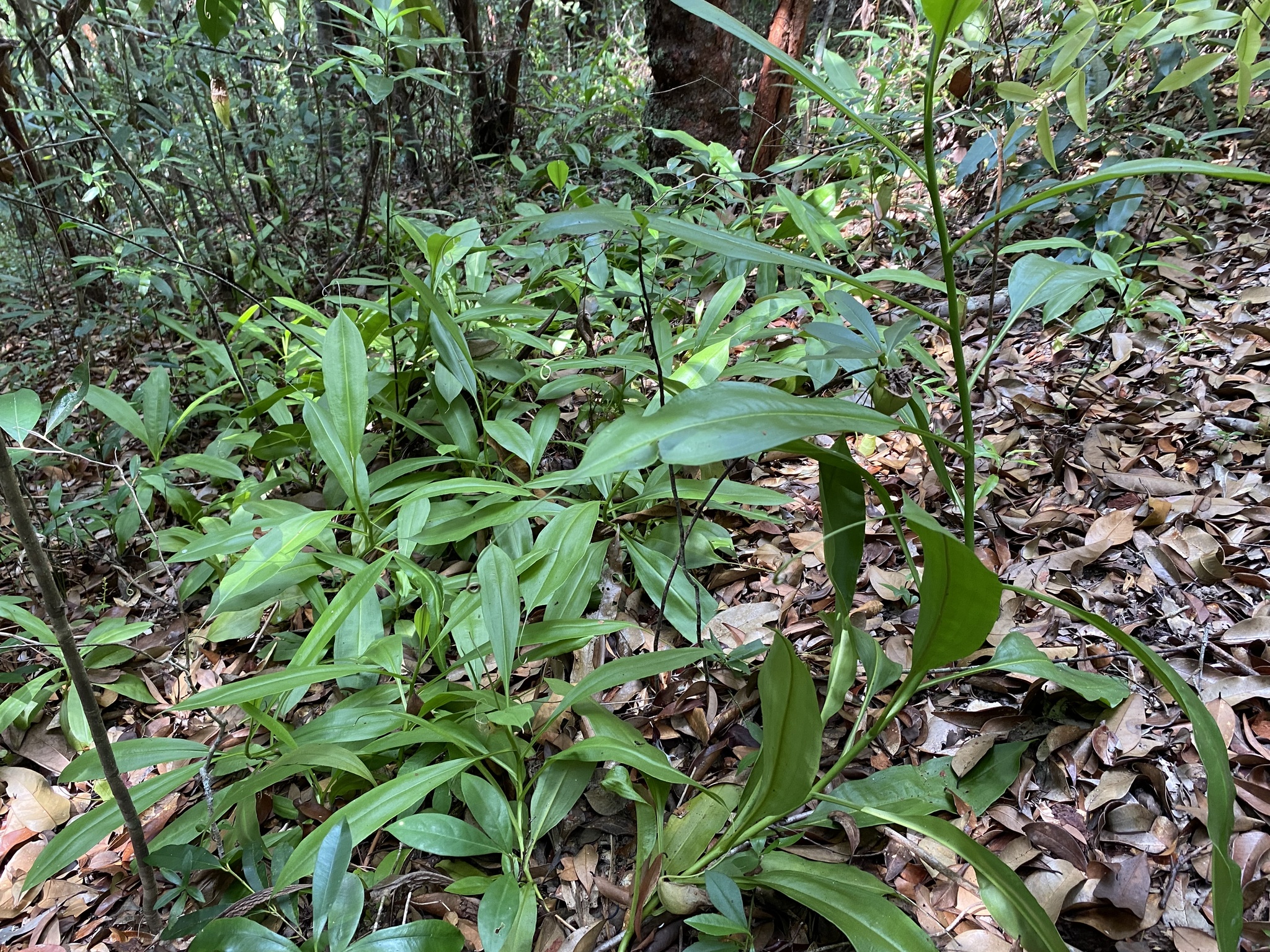 Imagem de Jarro ou planta-jarro
