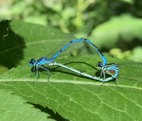 Coenagrion australocaspicum Dumont & Heidari, 1996