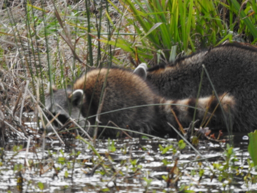 Common Raccoon photographed in South Carolina