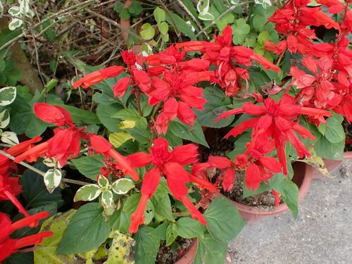 Foto de Salvia vermelha