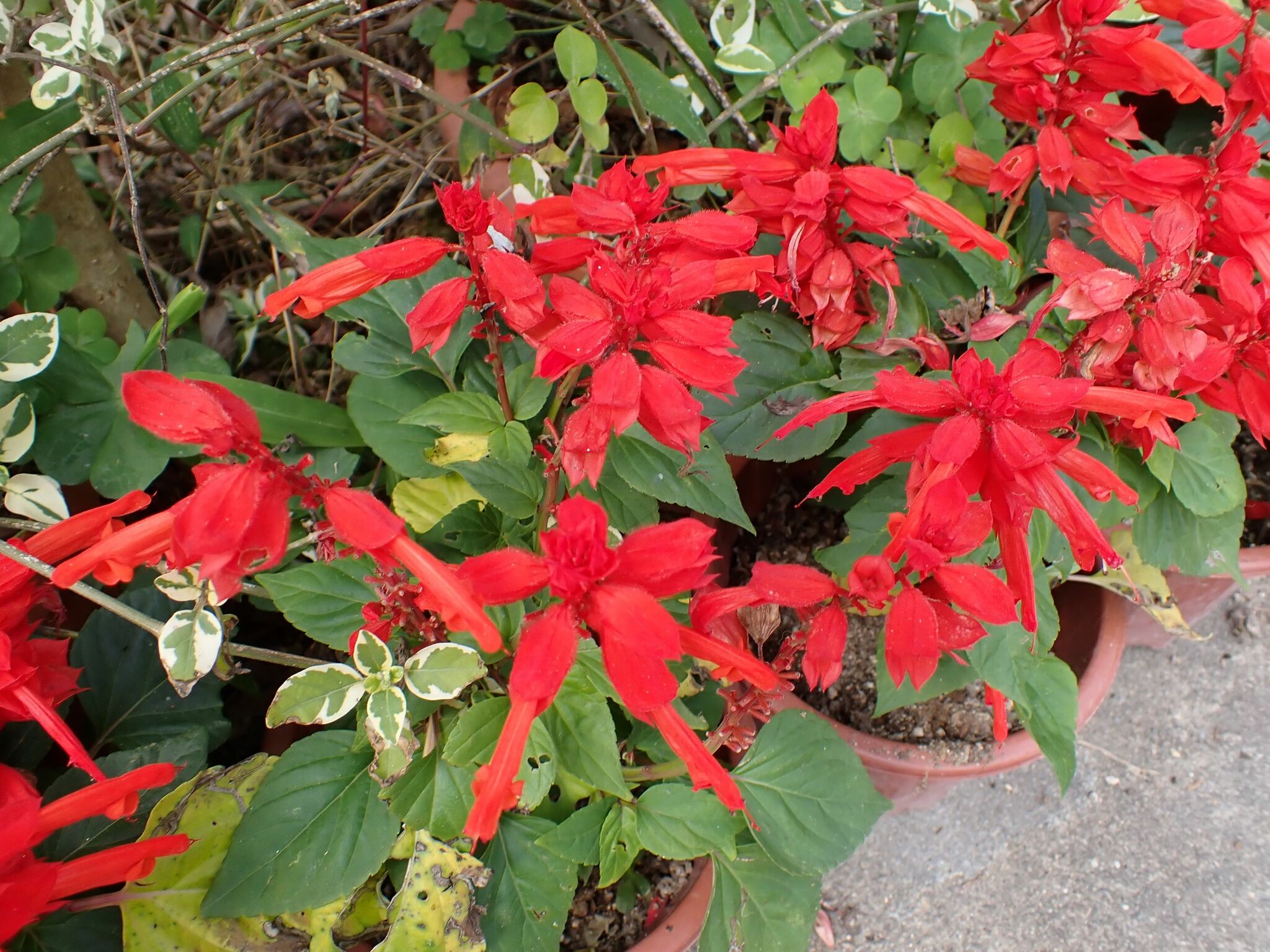 Imagem de Salvia vermelha
