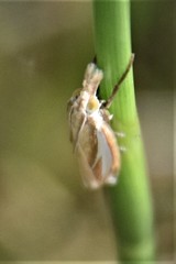 Crambus satrapellus image