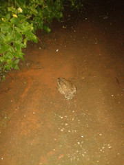 Bufo bufo