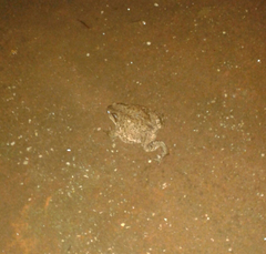 Bufo bufo