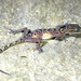 Wangkulangkul's Bent-toed Gecko - Photo (c) piyapong, some rights reserved (CC BY-NC)