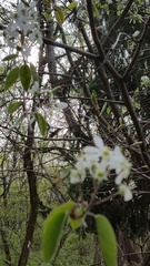 Amelanchier canadensis