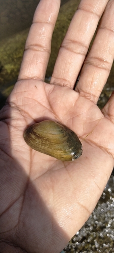Indonaia caerulea observed 2024-01-12