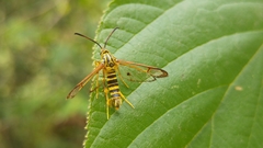 Synanthedon