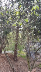 Amelanchier canadensis