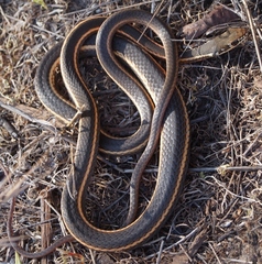 Masticophis lateralis lateralis