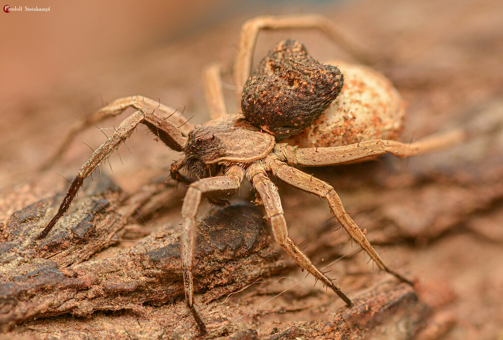White stump-backed wolf spider