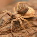 White Stump-backed Wolf Spider - Photo (c) Rudolph Steenkamp, some rights reserved (CC BY-NC), uploaded by Rudolph Steenkamp
