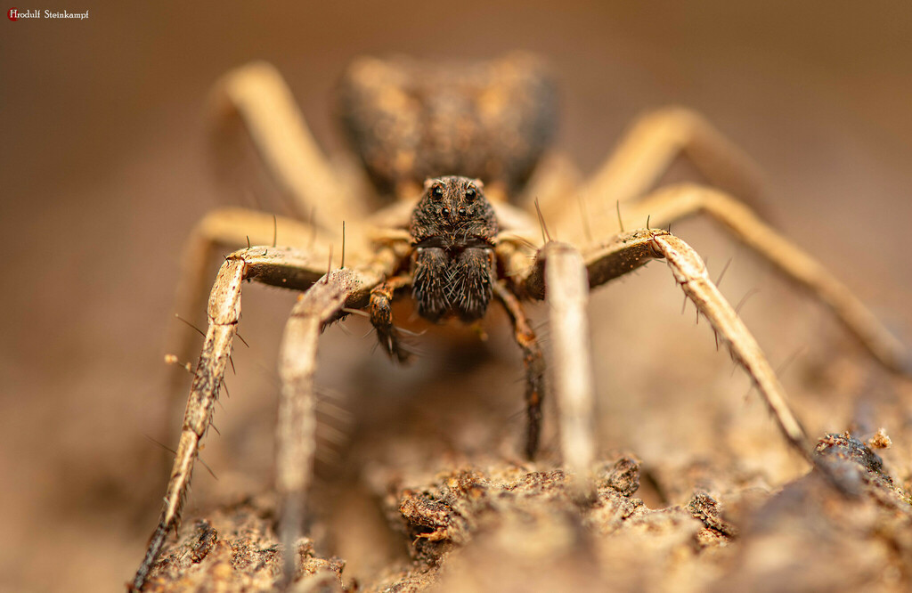 Evippinae