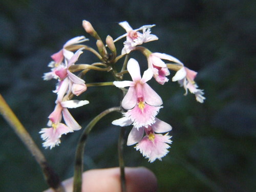 Image of Epidendrum calanthum by (c) cstobie, some rights reserved (CC BY)