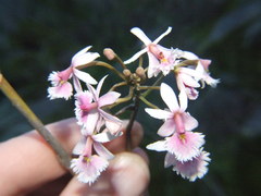 Epidendrum calanthum