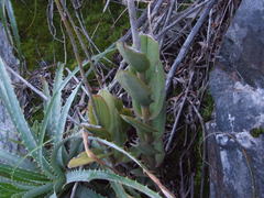 Epidendrum calanthum