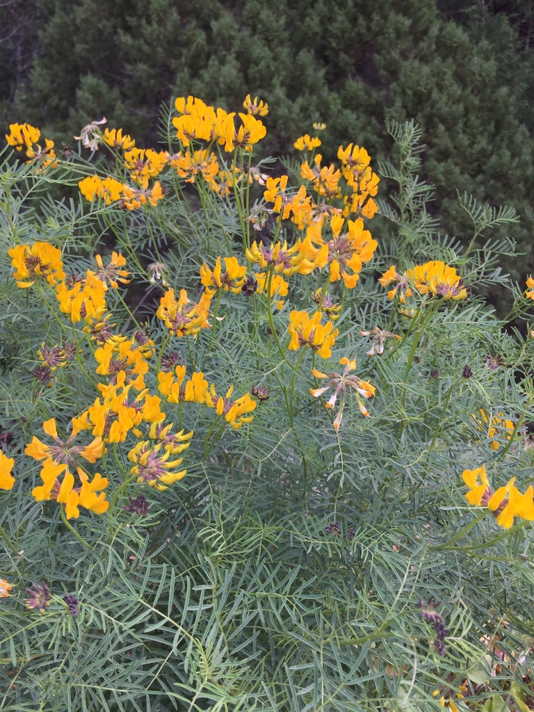 Hippocrepis grosii; photograph Manuel Naranjo, CC BY, iNaturalist via GBIF