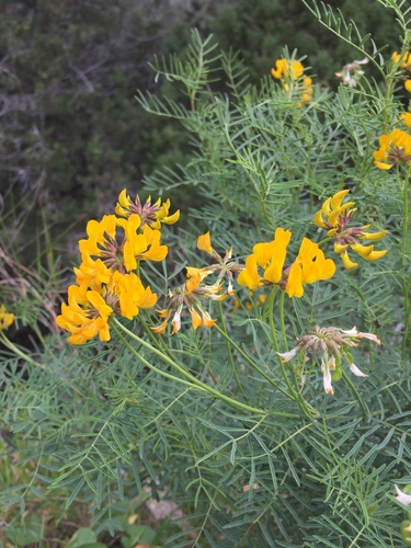 Hippocrepis grosii, photograph 1