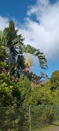 Foto de Árvore-do-viajante