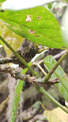 Klebba's Eyelash-Viper