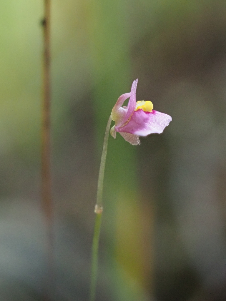 Utricularia multifida R.Br. 4