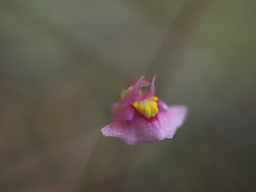 Utricularia multifida R.Br. 3