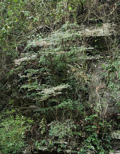 Heavenly bamboo
