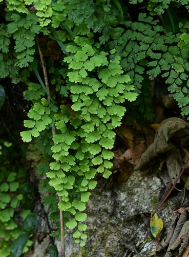 black maidenhair fern