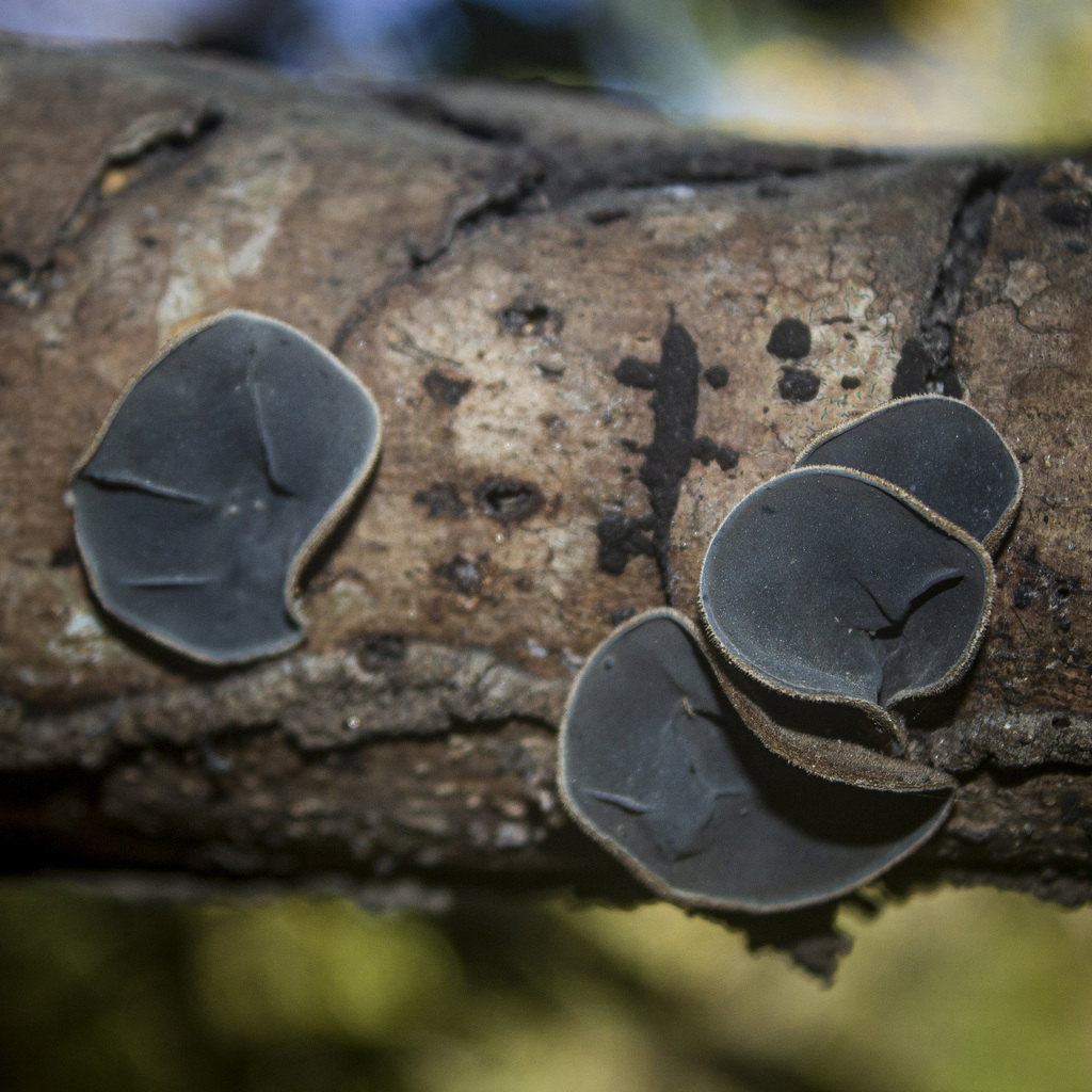 Auricularia nigricans · January 2024 · photo: © elkinjmf (iNaturalist, cc-by)