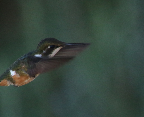 Magenta-throated Woodstar (Philodice bryantae), photo 8