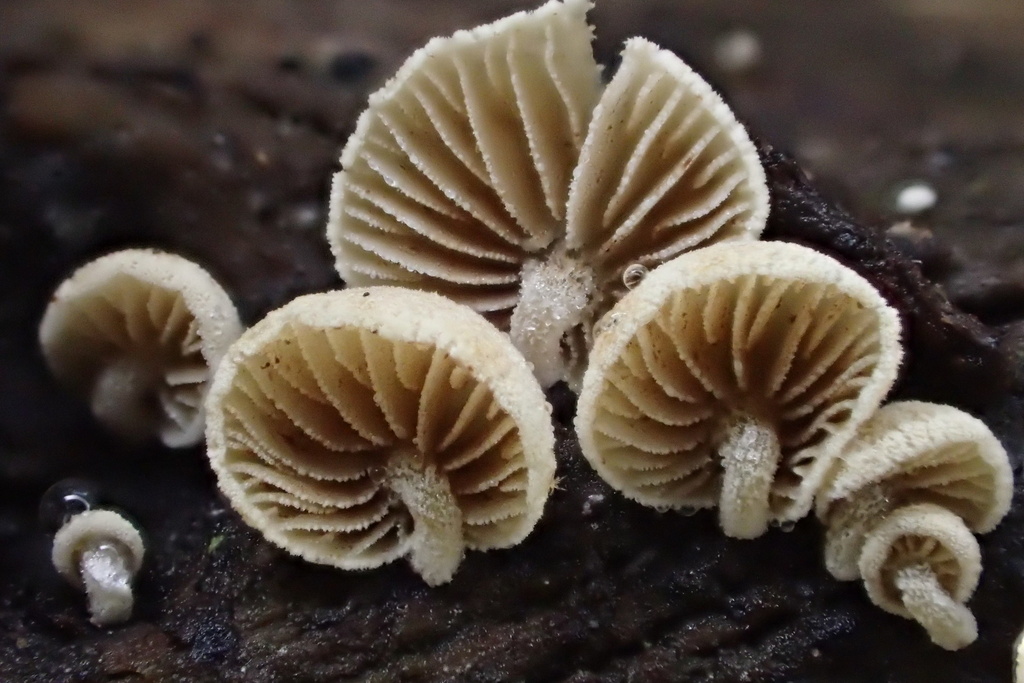 Simocybe sp. 'haustellaris-CA01'