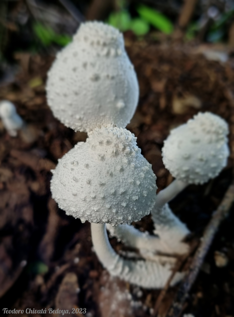 Leucocoprinus cretaceus · June 2023 · photo: © teodoro_chivatabedoya (iNaturalist, cc-by)