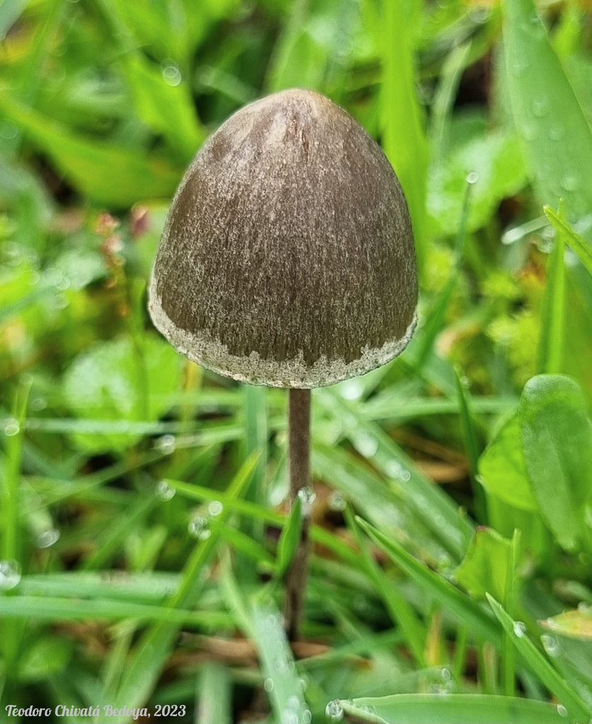 Panaeolus papilionaceus · June 2023 · photo: © teodoro_chivatabedoya (iNaturalist, cc-by)