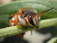 Rhodanthidium sticticum