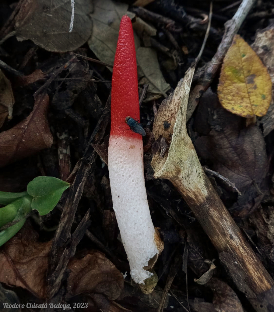 Mutinus argentinus · July 2023 · photo: © teodoro_chivatabedoya (iNaturalist, cc-by)