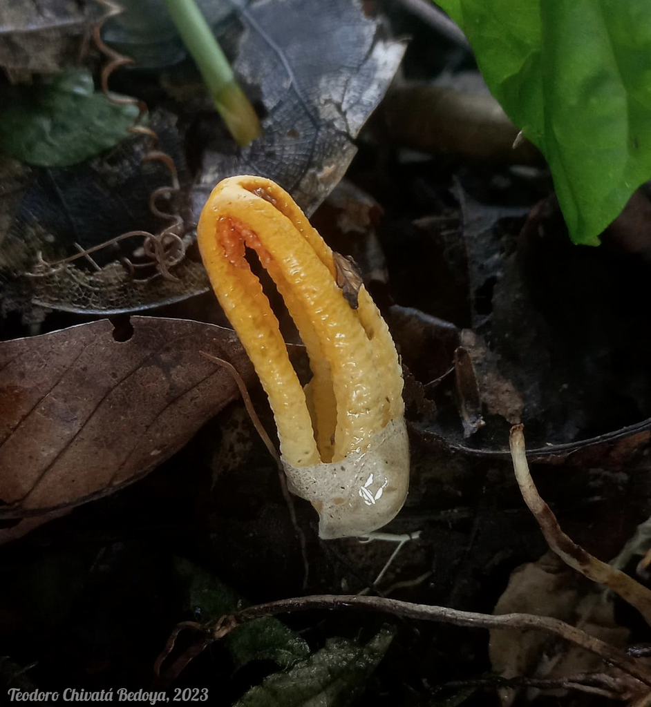 Laternea dringii