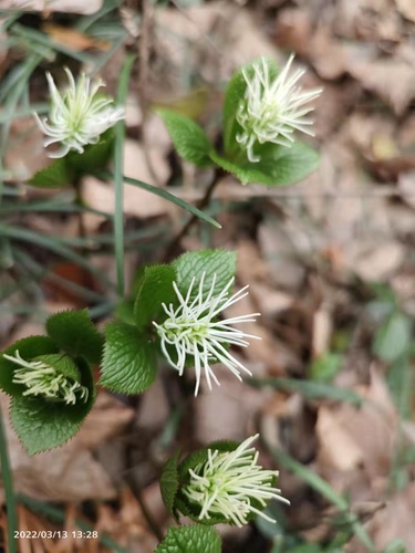 Chloranthus fortunei iNat (3)