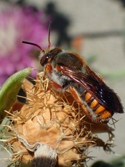 Rhodanthidium sticticum