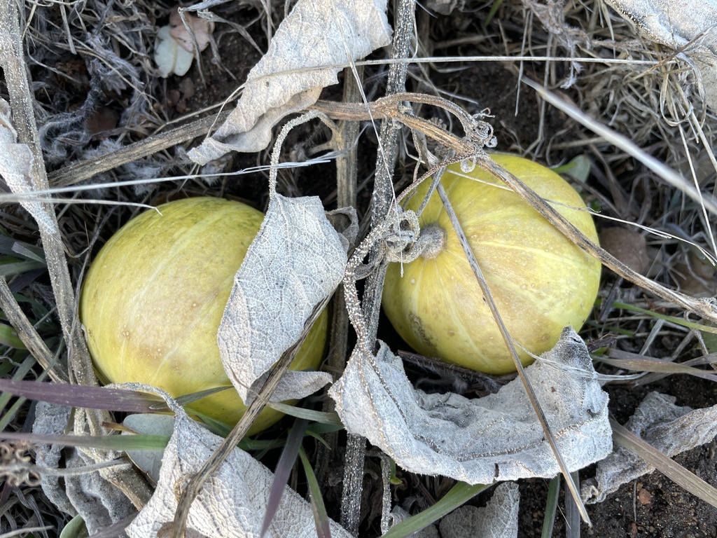 Buffalo Gourd from San Dieguito River Park, Julian, CA, US on January ...