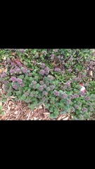 Lamium purpureum