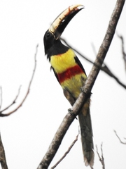 Pteroglossus aracari
