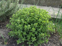 Origanum majorana