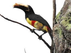 Pteroglossus aracari