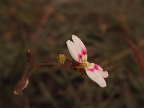 Image of Stylidium caespitosum by (c) Hugo Innes, some rights reserved (CC BY)