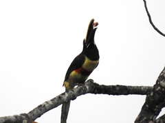 Pteroglossus aracari