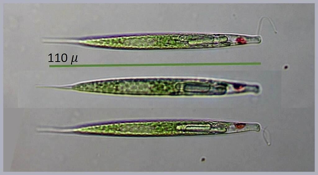 Lepocinclis acus from Ledyard, CT, USA - Lantern Hill Pond on January 6 ...